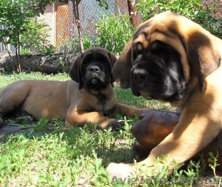 Продам  английского мастифа - <ro>Изображение</ro><ru>Изображение</ru> #3, <ru>Объявление</ru> #661238