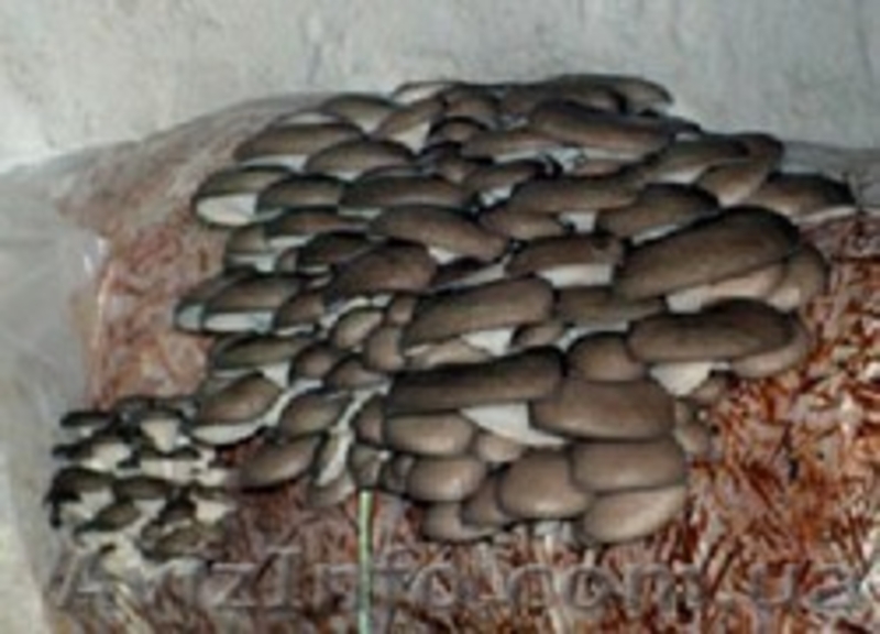 Выпускаем и реализуем качественный мицелий, грибы вешенки и шиитаке - <ro>Изображение</ro><ru>Изображение</ru> #4, <ru>Объявление</ru> #654040