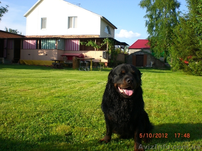  Отдых на уютной даче в деревне Студенок  и 2 ком.квартира в центре Св - <ro>Изображение</ro><ru>Изображение</ru> #3, <ru>Объявление</ru> #222231