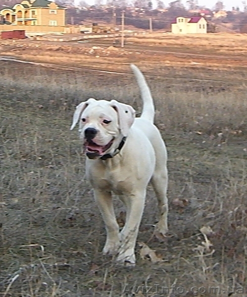 Щенок американского бульдога - <ro>Изображение</ro><ru>Изображение</ru> #2, <ru>Объявление</ru> #644725