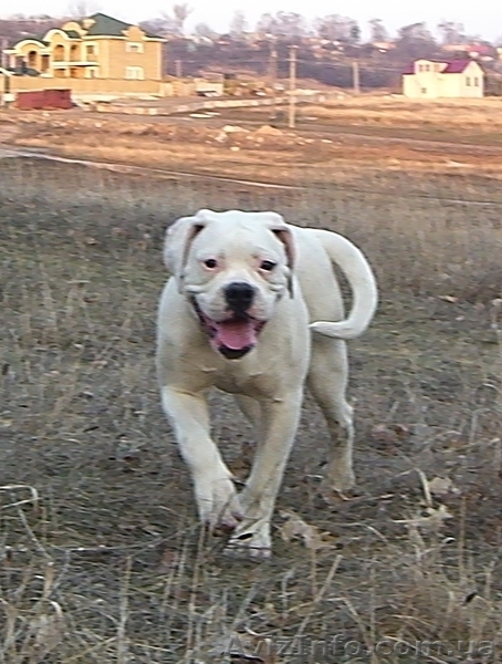 Щенок американского бульдога - <ro>Изображение</ro><ru>Изображение</ru> #3, <ru>Объявление</ru> #644725