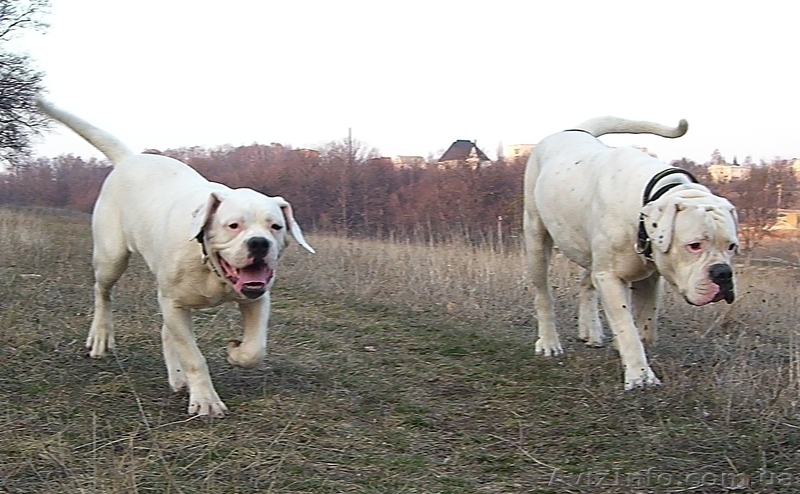 Щенок американского бульдога - <ro>Изображение</ro><ru>Изображение</ru> #4, <ru>Объявление</ru> #644725