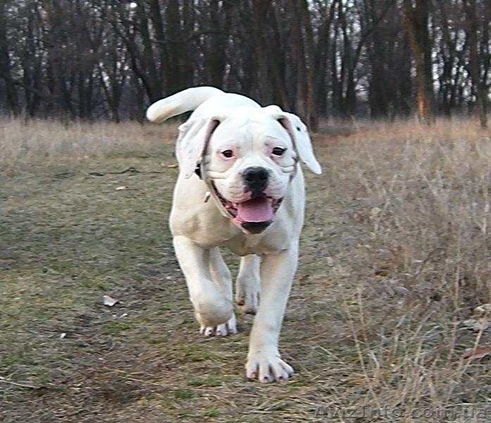 Щенок американского бульдога - <ro>Изображение</ro><ru>Изображение</ru> #5, <ru>Объявление</ru> #644725