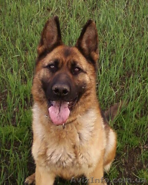 Продам породистых щенков немецкой овчарки - <ro>Изображение</ro><ru>Изображение</ru> #4, <ru>Объявление</ru> #641561