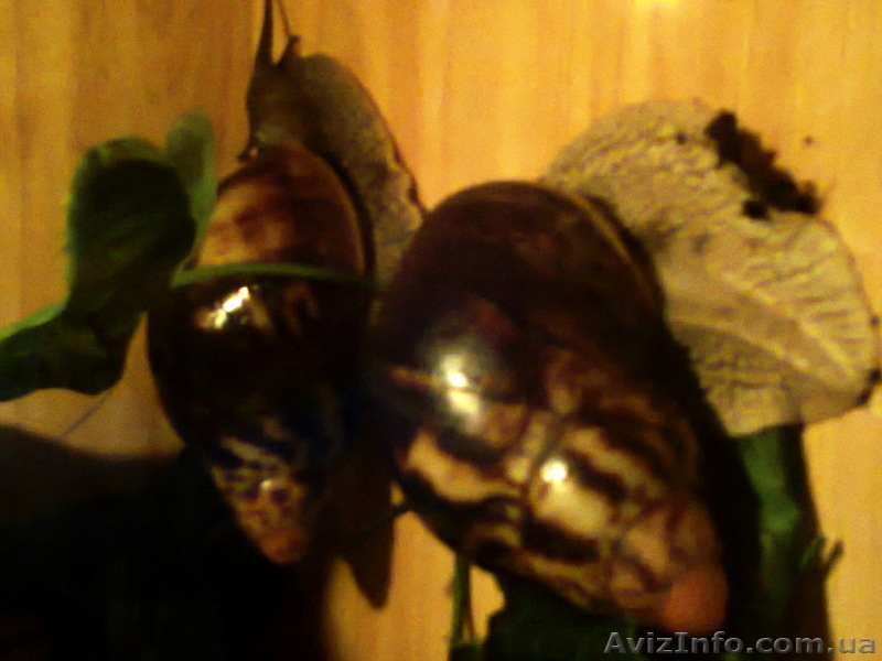 Продам Архахатин Эгрегия. - <ro>Изображение</ro><ru>Изображение</ru> #2, <ru>Объявление</ru> #649387