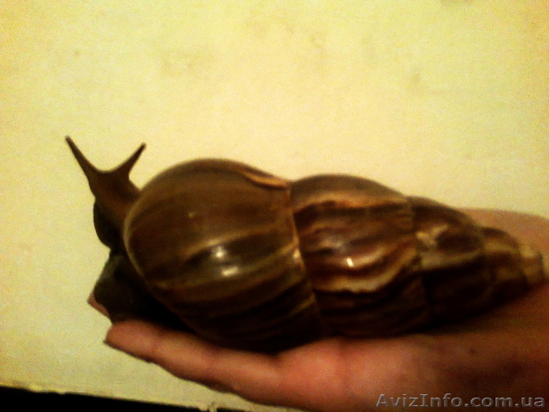 продам или обменяю. - <ro>Изображение</ro><ru>Изображение</ru> #1, <ru>Объявление</ru> #599209