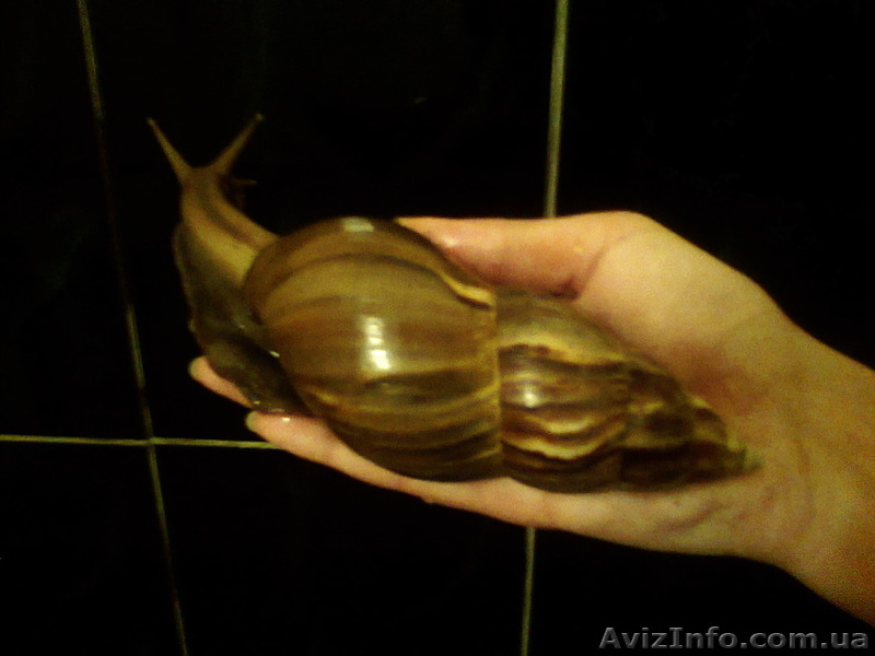 продам или обменяю. - <ro>Изображение</ro><ru>Изображение</ru> #2, <ru>Объявление</ru> #599209