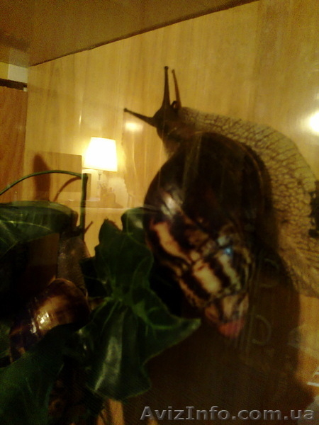 Продам Архахатин Эгрегия. - <ro>Изображение</ro><ru>Изображение</ru> #1, <ru>Объявление</ru> #649387