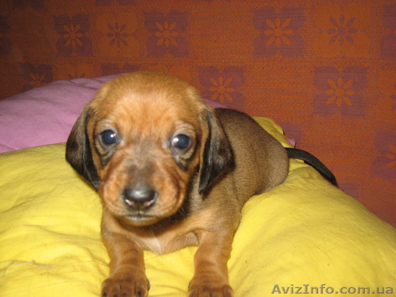 Щенок стандартной гладкошерстной таксы - <ro>Изображение</ro><ru>Изображение</ru> #2, <ru>Объявление</ru> #649656