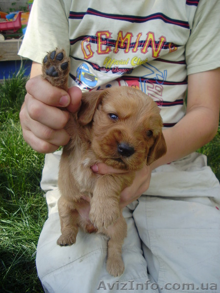 Английский кокер-спаниель - <ro>Изображение</ro><ru>Изображение</ru> #2, <ru>Объявление</ru> #669814