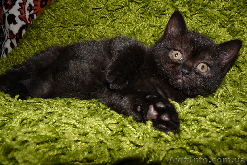 Срочно продам котят британских короткошерстных - <ro>Изображение</ro><ru>Изображение</ru> #3, <ru>Объявление</ru> #669737