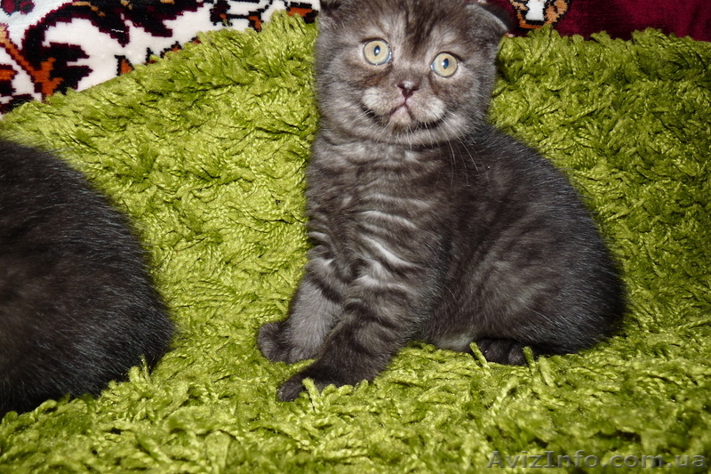 Срочно продам котят британских короткошерстных - <ro>Изображение</ro><ru>Изображение</ru> #1, <ru>Объявление</ru> #669737