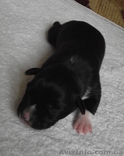 Высокопородные щенки амстаффа - <ro>Изображение</ro><ru>Изображение</ru> #2, <ru>Объявление</ru> #662198