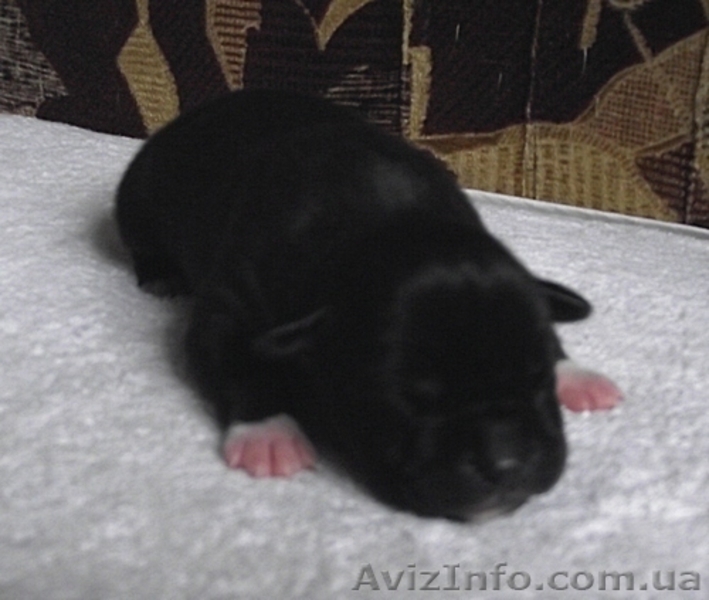 Высокопородные щенки амстаффа - <ro>Изображение</ro><ru>Изображение</ru> #3, <ru>Объявление</ru> #662198