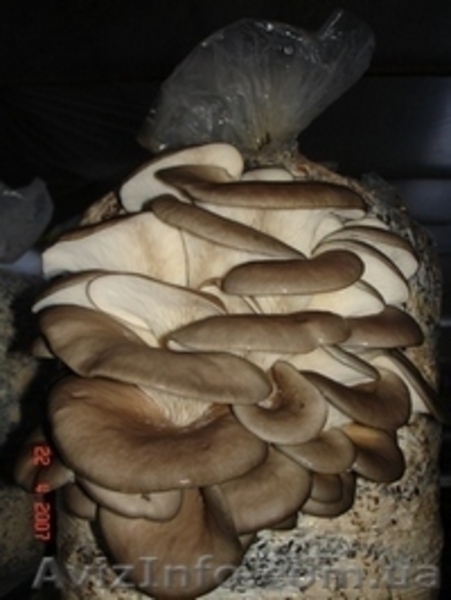 Выпускаем и реализуем качественный мицелий, грибы вешенки и шиитаке - <ro>Изображение</ro><ru>Изображение</ru> #5, <ru>Объявление</ru> #654040