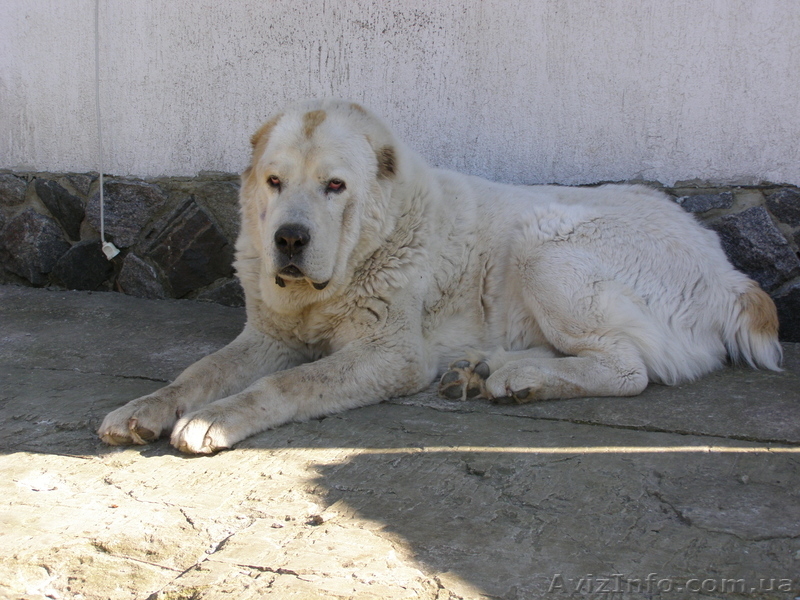Продажа щенков среднеазиатской овчарки (алабая) в Харькове - <ro>Изображение</ro><ru>Изображение</ru> #3, <ru>Объявление</ru> #413759