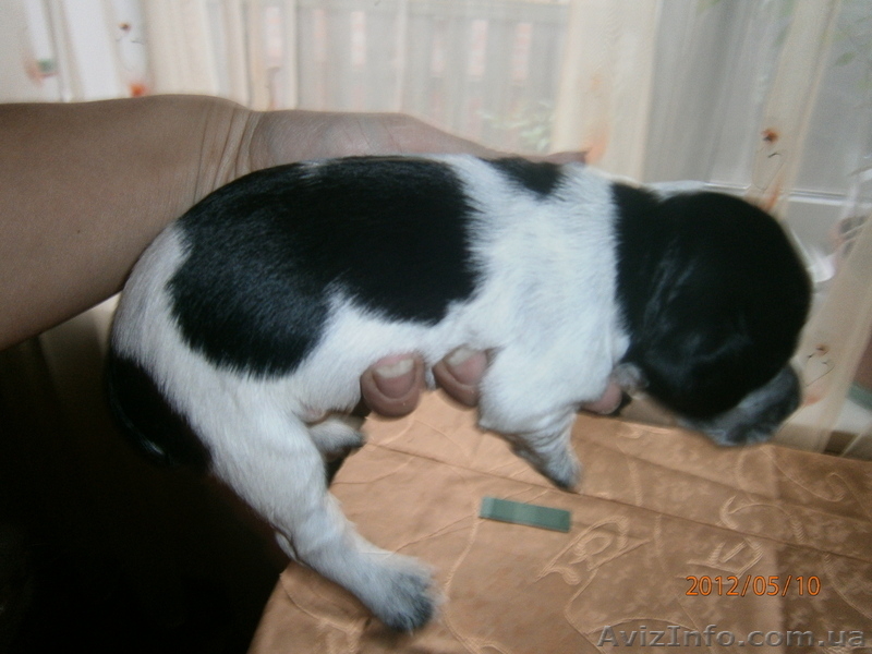 ПРОДАМ ЩЕНКОВ рос - <ro>Изображение</ro><ru>Изображение</ru> #2, <ru>Объявление</ru> #659428