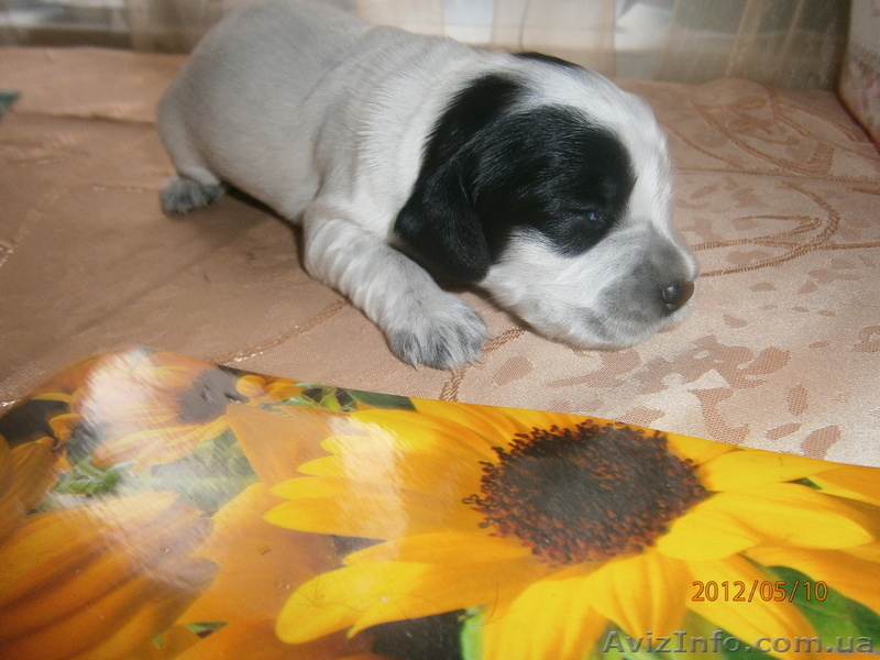 ПРОДАМ ЩЕНКОВ рос - <ro>Изображение</ro><ru>Изображение</ru> #1, <ru>Объявление</ru> #659428