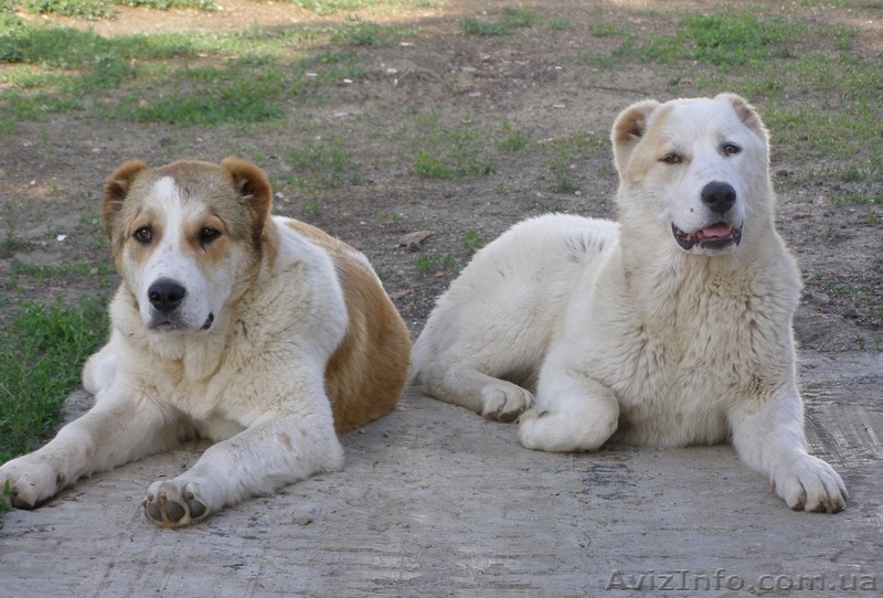 Продажа щенков среднеазиатской овчарки (алабая) в Харькове - <ro>Изображение</ro><ru>Изображение</ru> #1, <ru>Объявление</ru> #413759