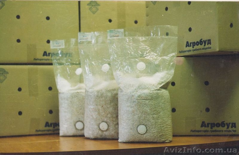 Выпускаем и реализуем качественный мицелий, грибы вешенки и шиитаке - <ro>Изображение</ro><ru>Изображение</ru> #3, <ru>Объявление</ru> #654040