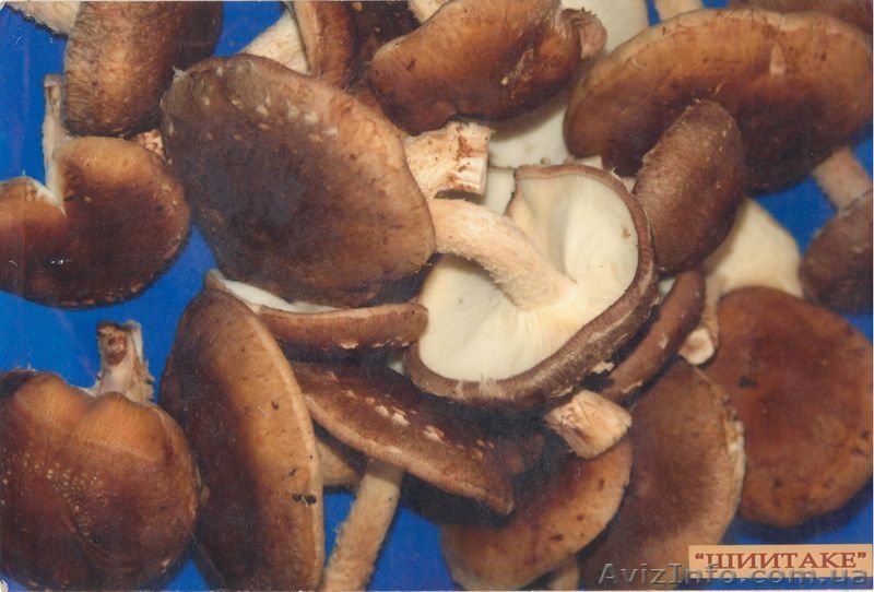 Выпускаем и реализуем качественный мицелий, грибы вешенки и шиитаке - <ro>Изображение</ro><ru>Изображение</ru> #7, <ru>Объявление</ru> #654040