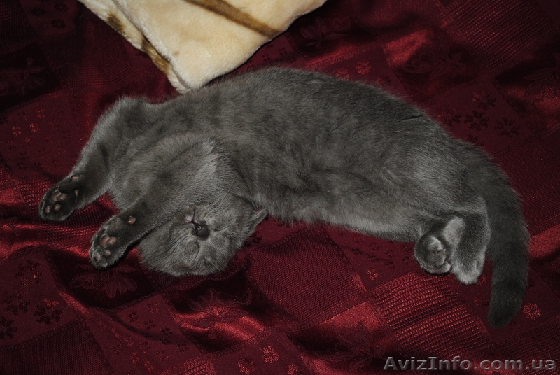 Пушистая красавица-шотландская вислоухая - <ro>Изображение</ro><ru>Изображение</ru> #2, <ru>Объявление</ru> #676748