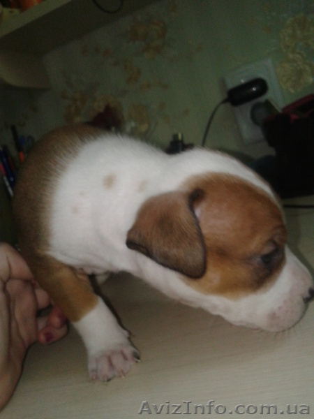 Cрочно!!!продам щенка пит-буля - <ro>Изображение</ro><ru>Изображение</ru> #4, <ru>Объявление</ru> #701615