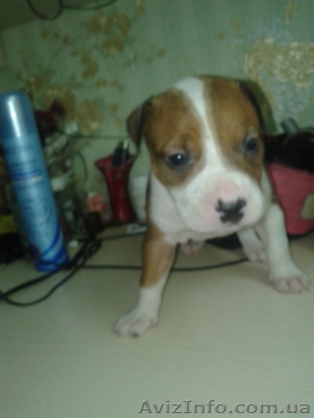 Cрочно!!!продам щенка пит-буля - <ro>Изображение</ro><ru>Изображение</ru> #5, <ru>Объявление</ru> #701615