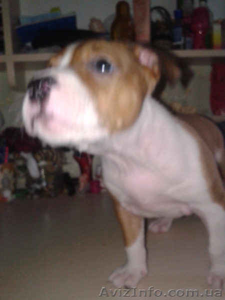 Cрочно!!!продам щенка пит-буля - <ro>Изображение</ro><ru>Изображение</ru> #6, <ru>Объявление</ru> #701615