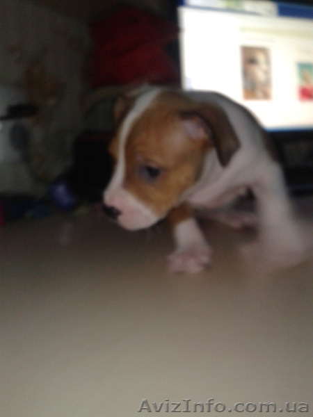 Cрочно!!!продам щенка пит-буля - <ro>Изображение</ro><ru>Изображение</ru> #8, <ru>Объявление</ru> #701615