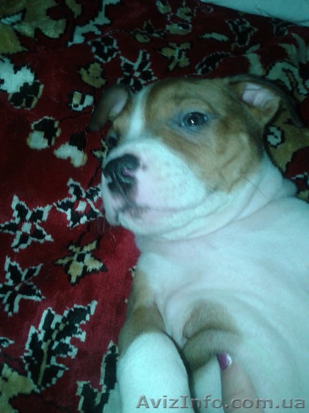Cрочно!!!продам щенка пит-буля - <ro>Изображение</ro><ru>Изображение</ru> #3, <ru>Объявление</ru> #701615