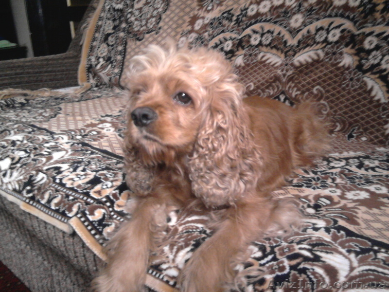 продам щенков американский кокер-спаниель - <ro>Изображение</ro><ru>Изображение</ru> #3, <ru>Объявление</ru> #678383