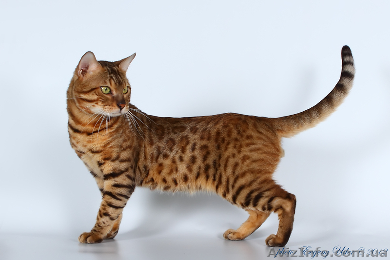 Бенгальский мини леопард, бенгальские котята - <ro>Изображение</ro><ru>Изображение</ru> #1, <ru>Объявление</ru> #631260