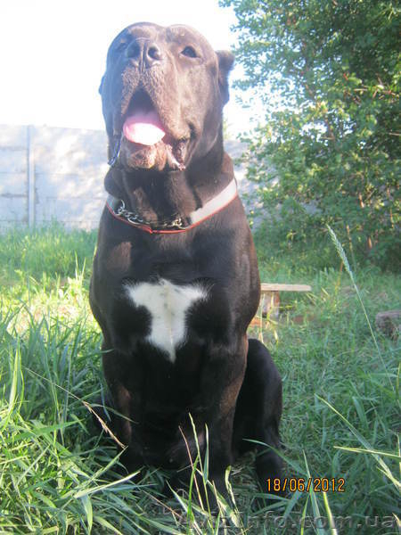 элитные щенки кане-корсо - <ro>Изображение</ro><ru>Изображение</ru> #2, <ru>Объявление</ru> #695008