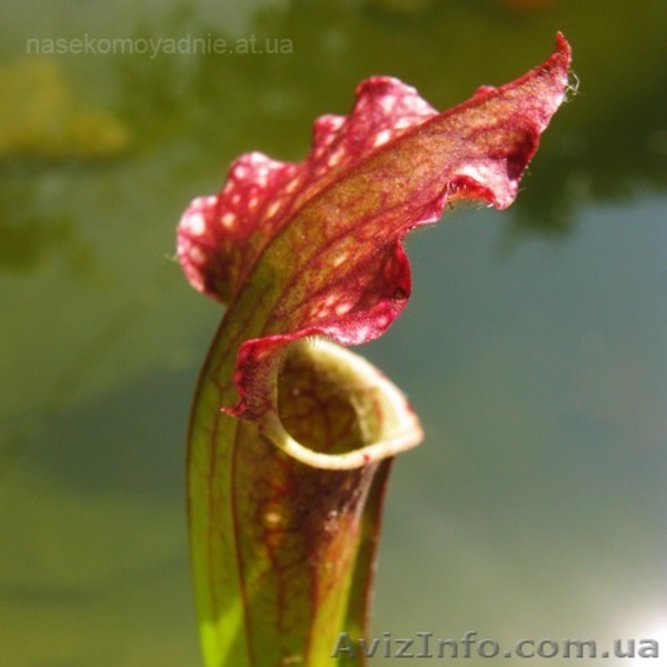 растения хищники, плотоядные растения - <ro>Изображение</ro><ru>Изображение</ru> #6, <ru>Объявление</ru> #727431