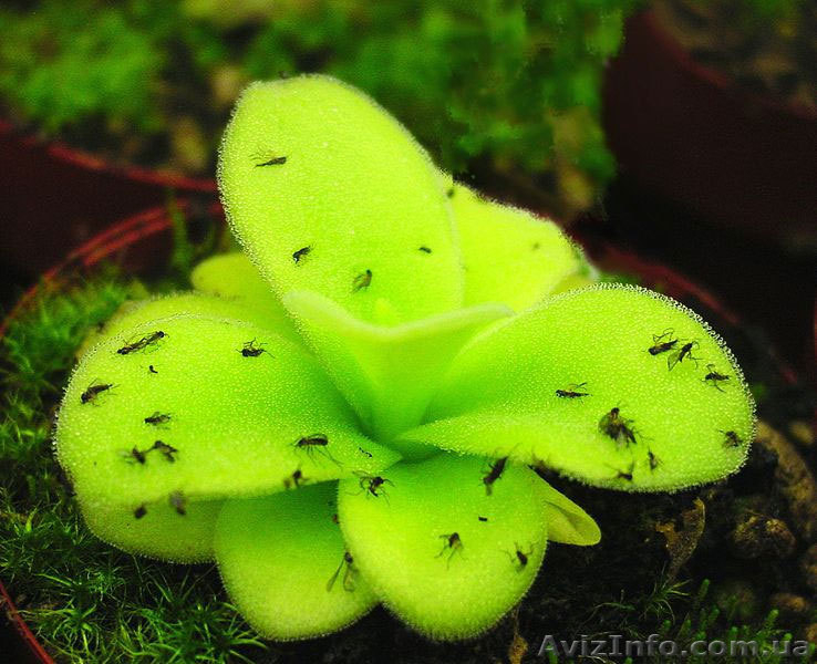 растения хищники, плотоядные растения - <ro>Изображение</ro><ru>Изображение</ru> #5, <ru>Объявление</ru> #727431