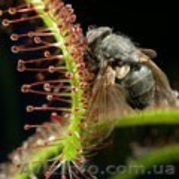 растения хищники, плотоядные растения - <ro>Изображение</ro><ru>Изображение</ru> #4, <ru>Объявление</ru> #727431