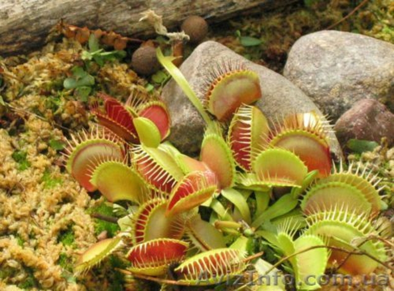 растения хищники, плотоядные растения - <ro>Изображение</ro><ru>Изображение</ru> #10, <ru>Объявление</ru> #727431