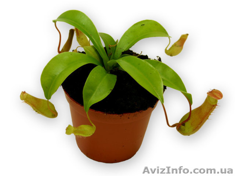 растения хищники, плотоядные растения - <ro>Изображение</ro><ru>Изображение</ru> #7, <ru>Объявление</ru> #727431