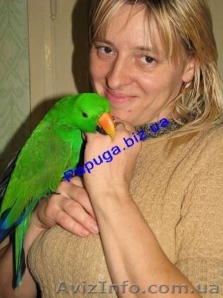 Элитные попугаи из питомника«Г.Р.А.Ф.». - <ro>Изображение</ro><ru>Изображение</ru> #3, <ru>Объявление</ru> #708802
