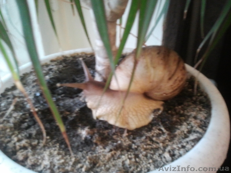 Продам гигантских улиток ахатин - <ro>Изображение</ro><ru>Изображение</ru> #2, <ru>Объявление</ru> #707550