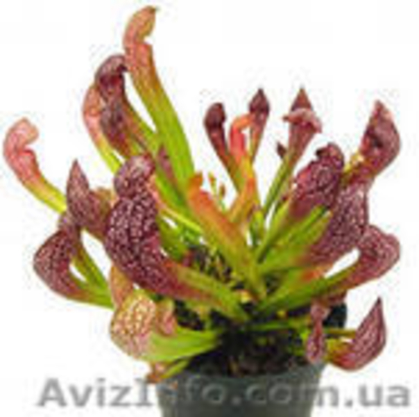 растения хищники, плотоядные растения - <ro>Изображение</ro><ru>Изображение</ru> #3, <ru>Объявление</ru> #727431