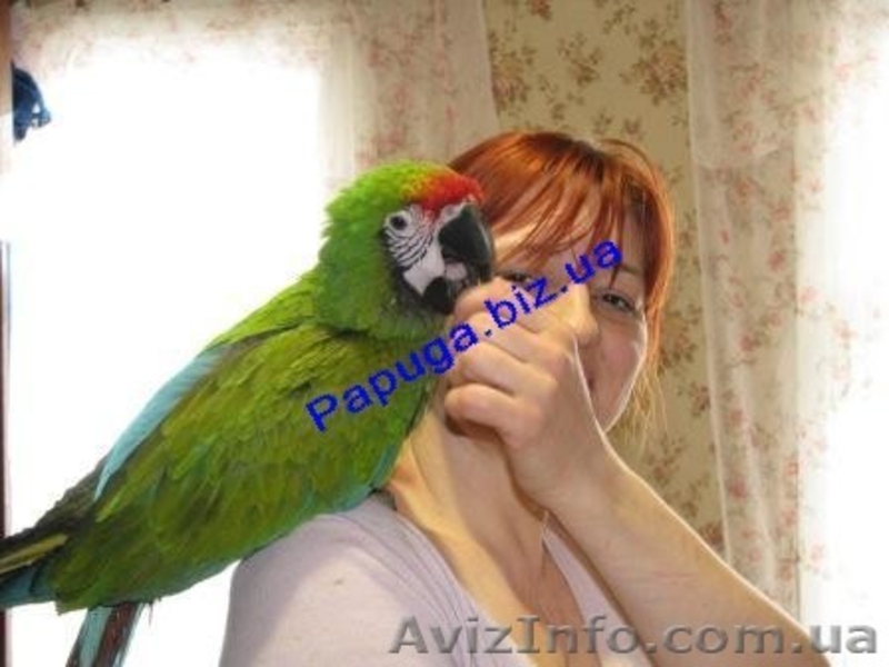 Элитные попугаи из питомника«Г.Р.А.Ф.». - <ro>Изображение</ro><ru>Изображение</ru> #4, <ru>Объявление</ru> #708802