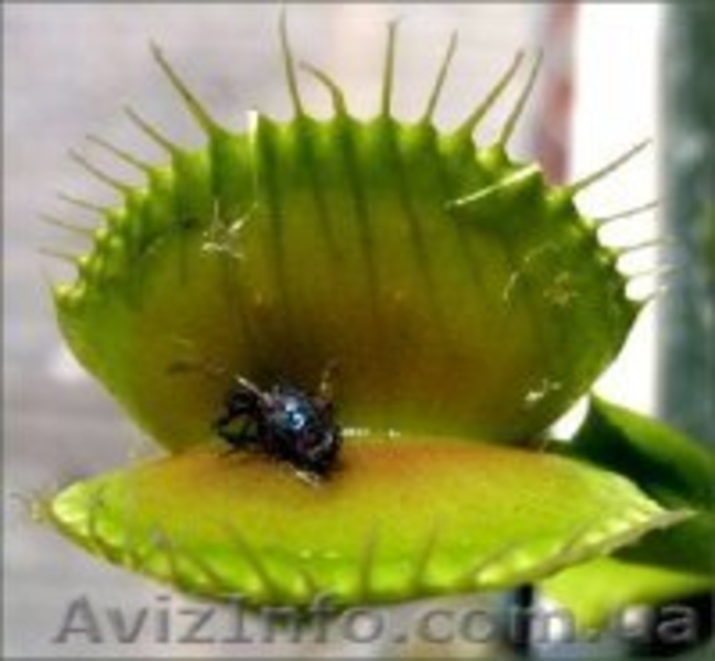 растения хищники, плотоядные растения - <ro>Изображение</ro><ru>Изображение</ru> #9, <ru>Объявление</ru> #727431