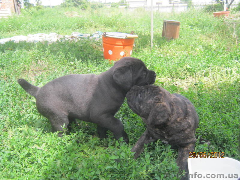 элитные щенки кане-корсо - <ro>Изображение</ro><ru>Изображение</ru> #5, <ru>Объявление</ru> #695008