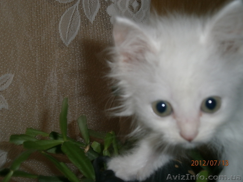 Малышка ищет дом! - <ro>Изображение</ro><ru>Изображение</ru> #2, <ru>Объявление</ru> #714274