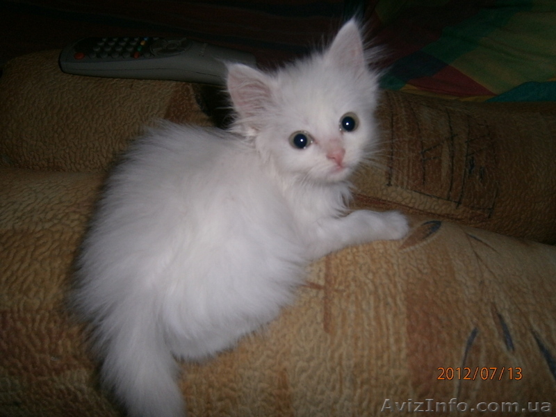 Малышка ищет дом! - <ro>Изображение</ro><ru>Изображение</ru> #3, <ru>Объявление</ru> #714274