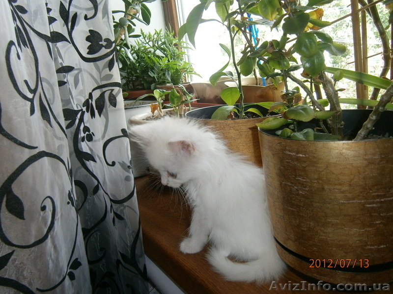 Малышка ищет дом! - <ro>Изображение</ro><ru>Изображение</ru> #4, <ru>Объявление</ru> #714274