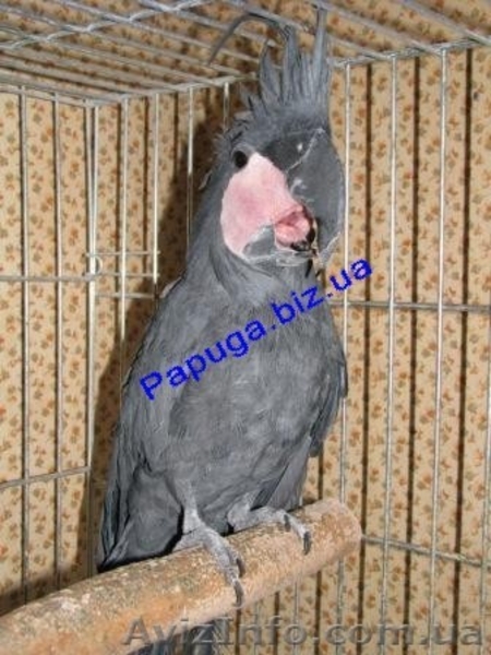 Элитные попугаи из питомника«Г.Р.А.Ф.». - <ro>Изображение</ro><ru>Изображение</ru> #10, <ru>Объявление</ru> #708802