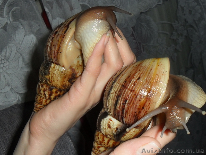 Продам гигантских улиток ахатин - <ro>Изображение</ro><ru>Изображение</ru> #4, <ru>Объявление</ru> #707550